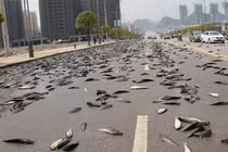 Vì sao có những cơn mưa trút cá, nhện, bò ào ào xuống đất?