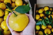 Bí quyết giúp chị em chọn được những quả cam ngon ngọt nhất