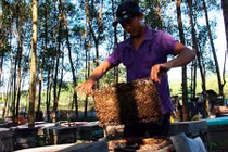 Chuyện lạ phí chồng phí của người nuôi ong ở Hà Tĩnh