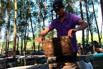 Chuyện lạ phí chồng phí của người nuôi ong ở Hà Tĩnh