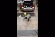 Video: Đã nhọ... thì đừng đọ sức với dưa hấu