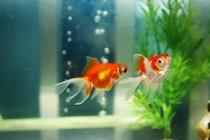 Bày vật này trong nhà tài lộc, may mắn thi nhau kéo đến 