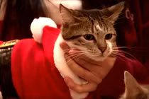 Video : Những ông già Noel mèo ở Hàn Quốc