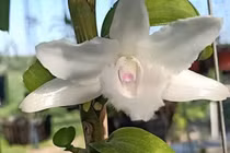 Chơi lan đột biến, sập bẫy cú lừa tinh vi