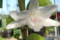 Chơi lan đột biến, sập bẫy cú lừa tinh vi