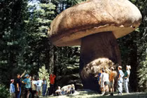 "Sốc toàn tập" những sự thật khó tin nhất trên thế giới 