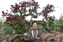 Cây 10 tỷ đồng của ông Phan Văn Vĩnh khủng cỡ nào?