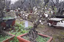 Không phải mai vàng, đây mới là loài mai quốc hồn quốc tuý