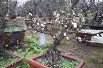 Không phải mai vàng, đây mới là loài mai quốc hồn quốc tuý