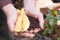 6 loại rác trong bếp khi mang ra vườn giúp rau lên vùn vụt