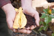 6 loại rác trong bếp khi mang ra vườn giúp rau lên vùn vụt