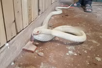 Rắn long thừa bạch tạng mắt xanh, lưỡi đỏ: Hàng hiếm giá 100 triệu