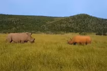 Đại chiến khốc liệt giữa cặp tê giác bảo vệ lãnh thổ