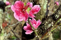 Cây đào "má hồng" Đà Lạt thuê chưng Tết giá 30 triệu đồng