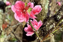 Cây đào "má hồng" Đà Lạt thuê chưng Tết giá 30 triệu đồng