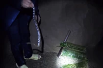Video: Nhóm đi rừng liên tục bắt được rắn cực lạ có đầu tam giác