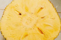 Trồng mít không hạt, bác nông dân Cần Thơ thu tiền tỷ 