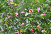 Cẩm quỳ thân gỗ - "hoa lạ" hút khách dịp Tết Kỷ Hợi 2019