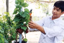 Nho kiểng bé tí, đeo chùm quả chín đỏ mọng đắt hàng dịp Tết