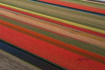 Đẹp vô cùng những cánh đồng hoa tulip nhìn từ trên cao