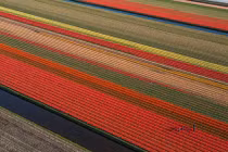 Đẹp vô cùng những cánh đồng hoa tulip nhìn từ trên cao