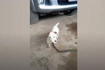 Video: Sốc cảnh chó giết chết rắn rồi ngoạm cổ lôi về nhà