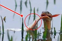 Chưa câu được gì đã phải chứng kiến cảnh con mồi bị cướp mất