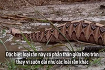 Kì lạ loài rắn có ngoại hình béo ú và cực kỳ độc