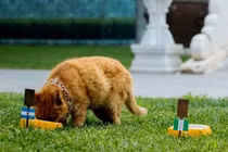 Mèo "tiên tri" qua đời sau khi đoán đúng kết quả 6 trận World Cup