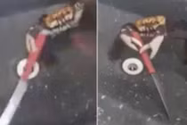 Video lạ: Cua biển thoát thân, cầm dao “lùa” đầu bếp