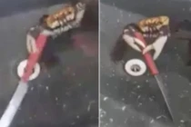 Video lạ: Cua biển thoát thân, cầm dao “lùa” đầu bếp