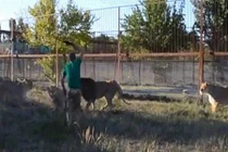 Video: Sư tử gây sự với nhau, người đàn ông lấy dép vả mỗi con một cái