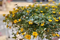 Bạn gái có thai nhưng không muốn làm đám cưới