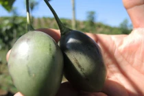 1 triệu đồng/kg cà chua thân gỗ được trồng nhiều ở Lâm Đồng