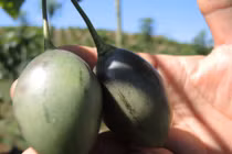 1 triệu đồng/kg cà chua thân gỗ được trồng nhiều ở Lâm Đồng