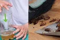Dùng chai nhựa diệt cả đàn gián: Cách làm đơn giản mà hiệu quả