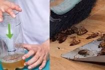 Dùng chai nhựa diệt cả đàn gián: Cách làm đơn giản mà hiệu quả