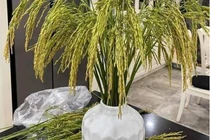 Chị em Hà thành rủ nhau mua lúa nếp về cắm bình