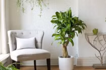 Nhà nhỏ đến mấy cũng nên đặt cây phong thủy ở 5 vị trí này