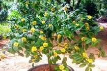 Trồng trà hoa vàng, dân Việt thu vài trăm triệu mỗi vụ