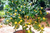 Trồng trà hoa vàng, dân Việt thu vài trăm triệu mỗi vụ