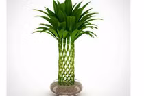 Trồng cây này trong nhà may mắn, tài lộc thi nhau kéo đến