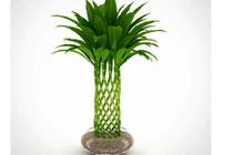 Trồng cây này trong nhà may mắn, tài lộc thi nhau kéo đến