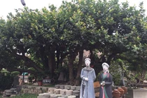 Video: Ngắm cây trâm vối 500 năm tuổi có một không hai ở Việt Nam