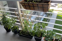 Muôn ngàn cách trồng rau sáng tạo ở ban công, ai cũng áp dụng "ngon ơ"