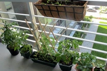 Muôn ngàn cách trồng rau sáng tạo ở ban công, ai cũng áp dụng "ngon ơ"