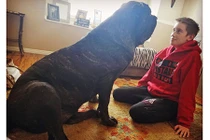 Ngạc nhiên với chú chó con lớn nhất thế giới