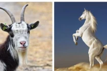 3 con giáp cuối tháng 6 này tài lộc không ai sánh bằng