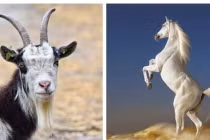 3 con giáp cuối tháng 6 này tài lộc không ai sánh bằng