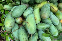 Xoài Việt dội chợ, giá rẻ hơn rau